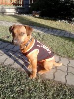 Vesta pro psa Vesta pro psa