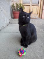 Hračka pro kočku Hračka pro kočku