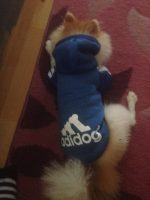 Mikina pre psa Adidog Mikina pre psa Adidog